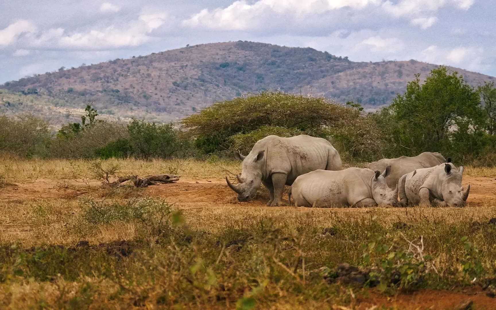 Vier neushoorns rusten uit op zandgrond in een grassige savanne van Zuid Afrika, omringd door groene struiken en bomen, met een grote heuvel en gedeeltelijk bewolkte lucht op de achtergrond-een sereen gezicht voor reizigers die Afrika's wilde schoonheid verkennen.