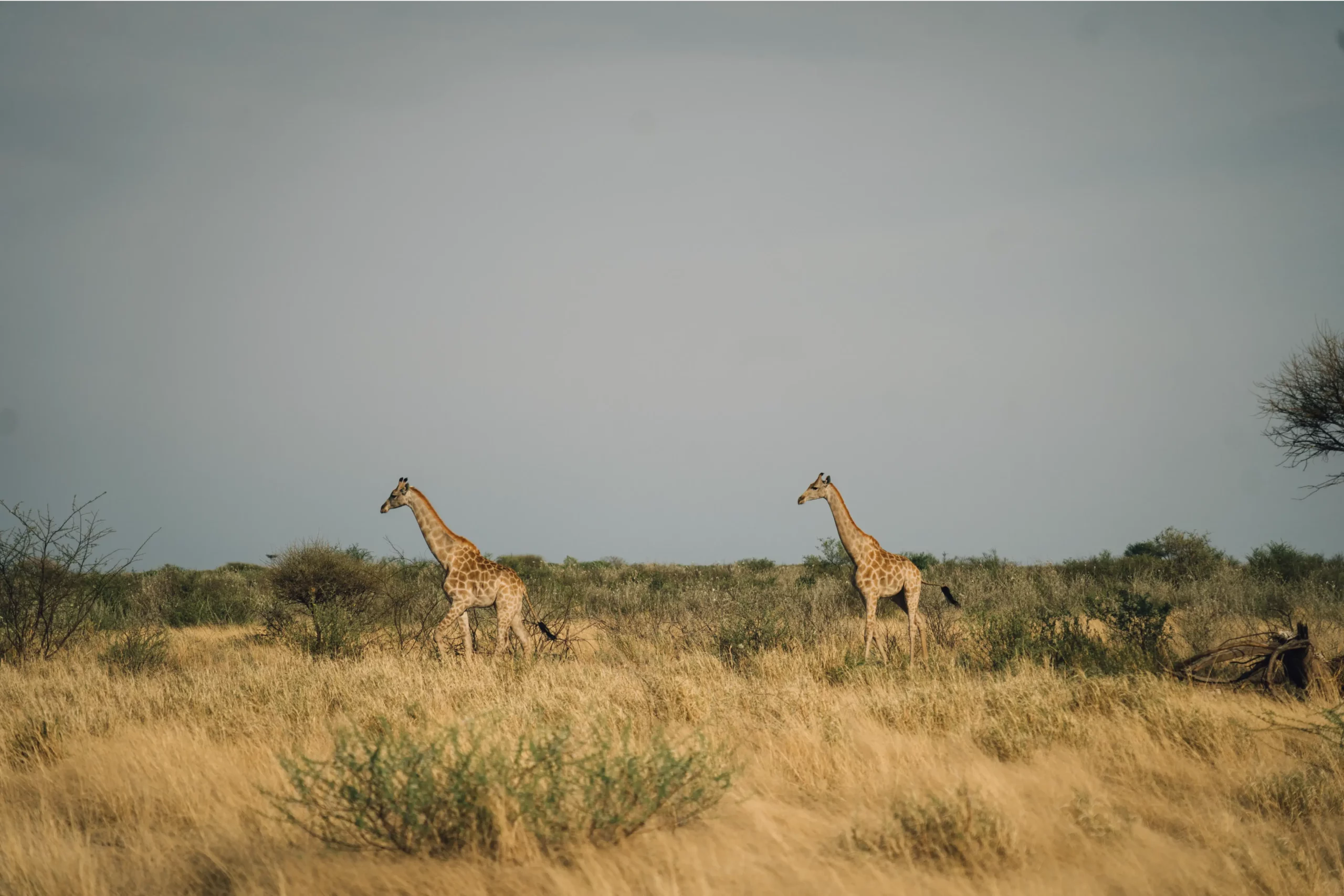Twee giraffen lopen door droog grasland met schaarse struiken onder een heldere hemel, in het savannelandschap van Afrika in Botswana.
