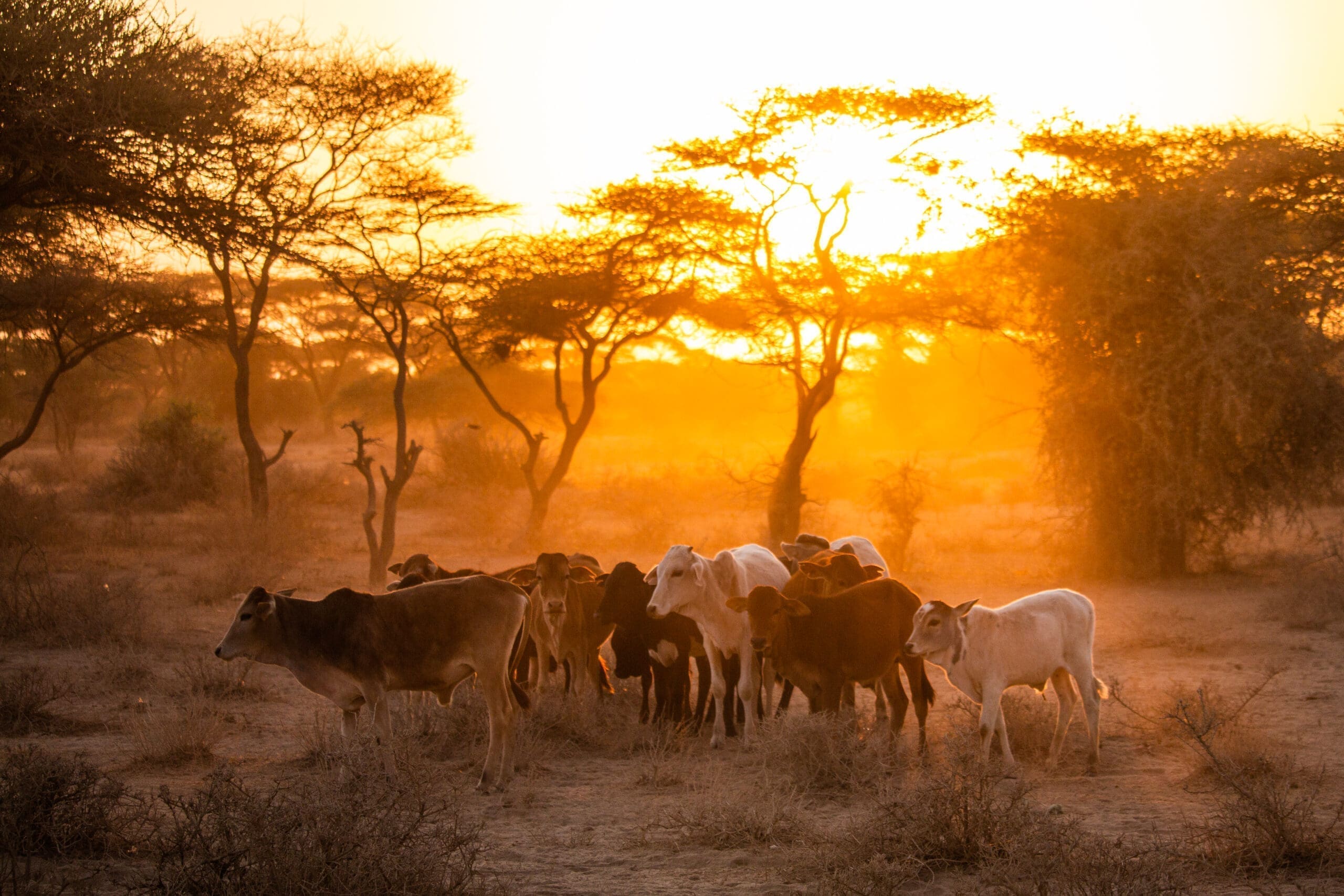 Een kudde koeien staat op een droge, stoffige grond in Tanzania, omringd door schaarse bomen bij zonsondergang, met goudkleurig zonlicht dat door de takken naar binnen schijnt - een perfect tafereel voor wie houdt van reizen en het verkennen van de schoonheid van de natuur.