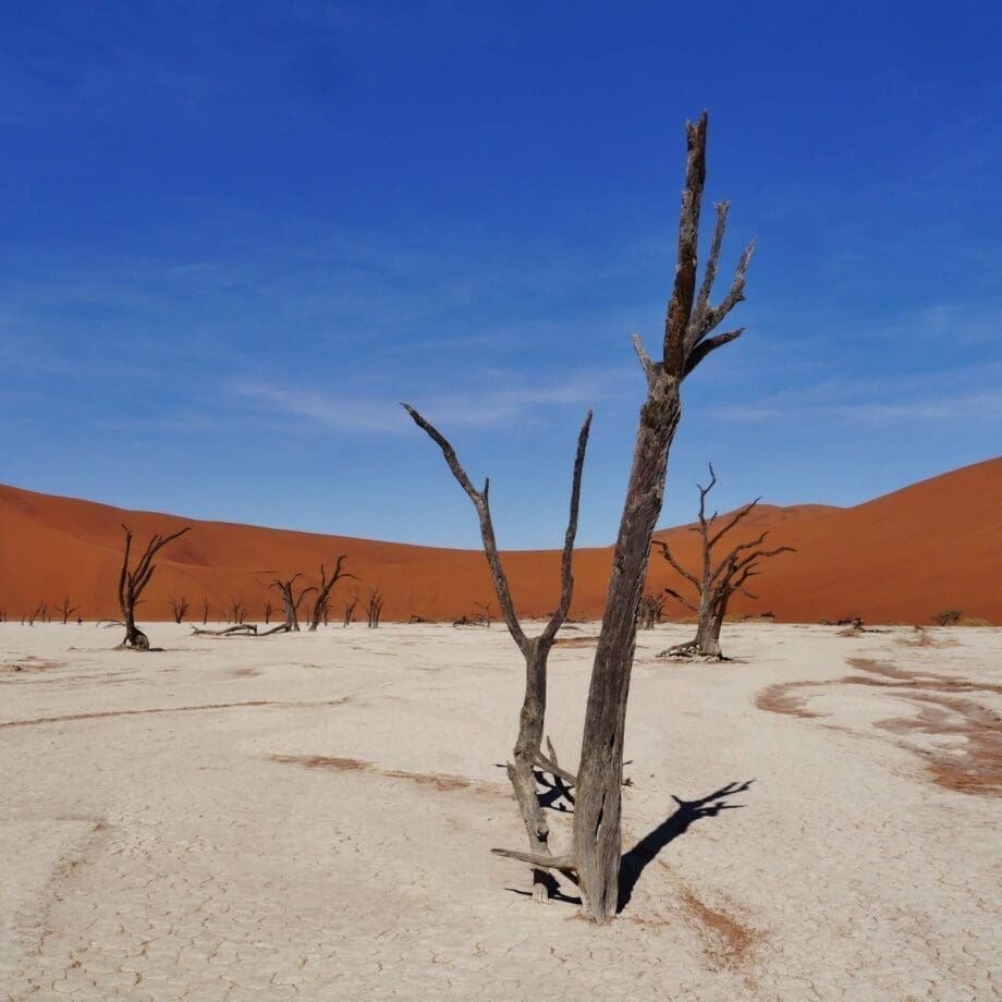 dode bomen op witte kleivlakte in deadvlei namibië met rode zandduinen op de achtergrond