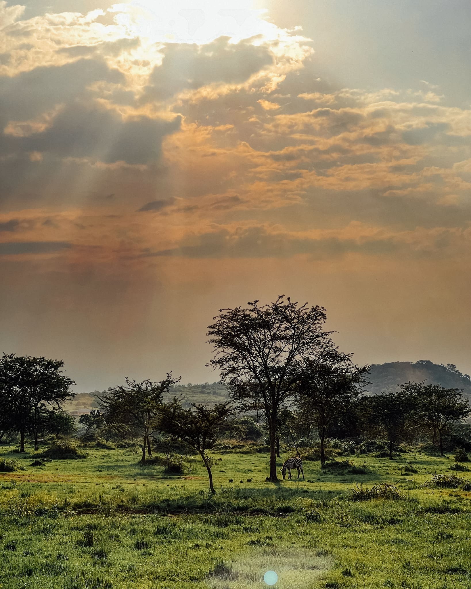 Een schilderachtig landschap van grasvlakten in Oeganda, Afrika, met verspreide bomen onder een dramatische hemel bij zonsopgang of zonsondergang. Zonnestralen breken door de wolken en verlichten het groene veld terwijl reizigers een eenzaam dier zien grazen onder een boom in de verte.