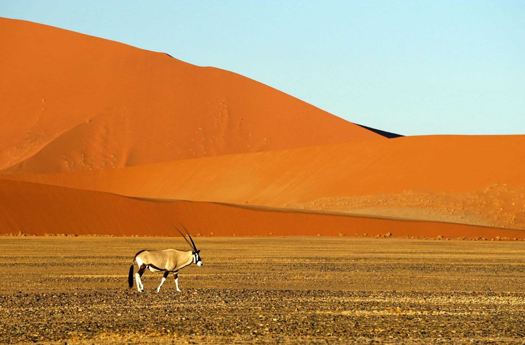 Eine einsame Oryxantilope steht auf einer kargen Ebene mit riesigen, orangefarbenen Sanddünen, die sich im Hintergrund unter einem klaren blauen Himmel erheben.