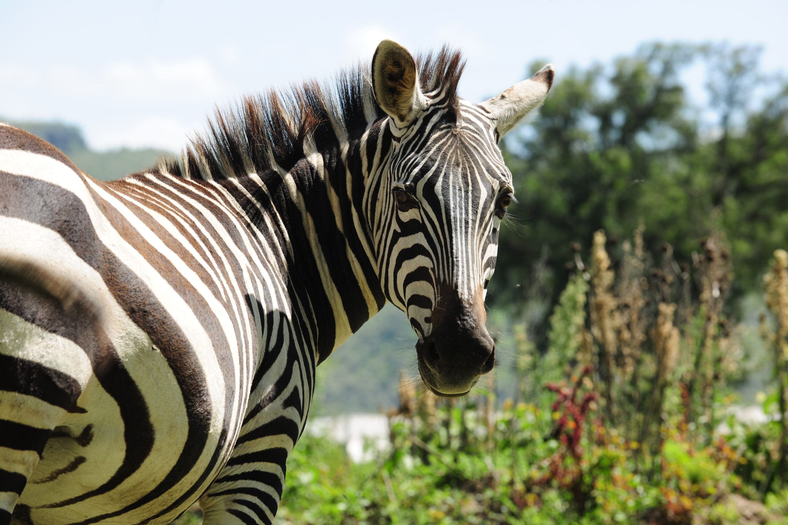Een zebra met opvallende zwarte en witte strepen staat buiten en kijkt achterom over zijn schouder. Weelderig groen gebladerte en vage bomen vullen de achtergrond onder een heldere, zonnige hemel.