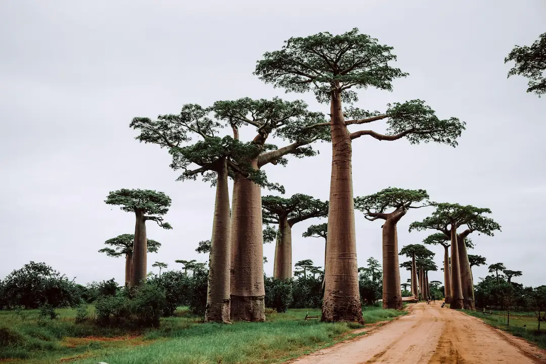Hoge baobabbomen met dikke stammen en weelderige kruinen staan langs een onverharde weg onder een bewolkte hemel, omringd door groen gras en struiken in een landelijk, natuurlijk landschap.