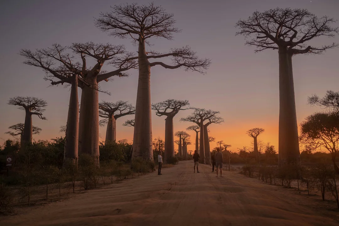 Bij zonsondergang lopen mensen over een onverharde weg die wordt omzoomd door hoge baobabbomen, terwijl de hemel in oranje en paarse tinten gloeit. Het landschap is schaars begroeid en de karakteristieke silhouetten van de bomen steken af tegen de hemel.