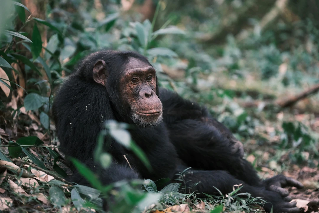 Een chimpansee zit op de grond in een bos, omringd door groene planten en bladeren, en kijkt met een rustige blik opzij.