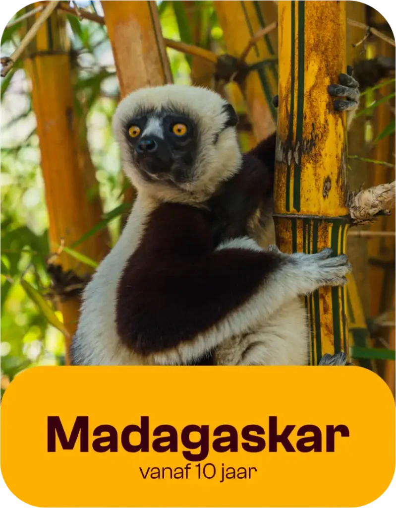 Een lemuur klamp zich vast aan bamboestengels, met groen gebladerte op de achtergrond. De tekst eronder luidt: Madagaskar vanaf 10 jaar..