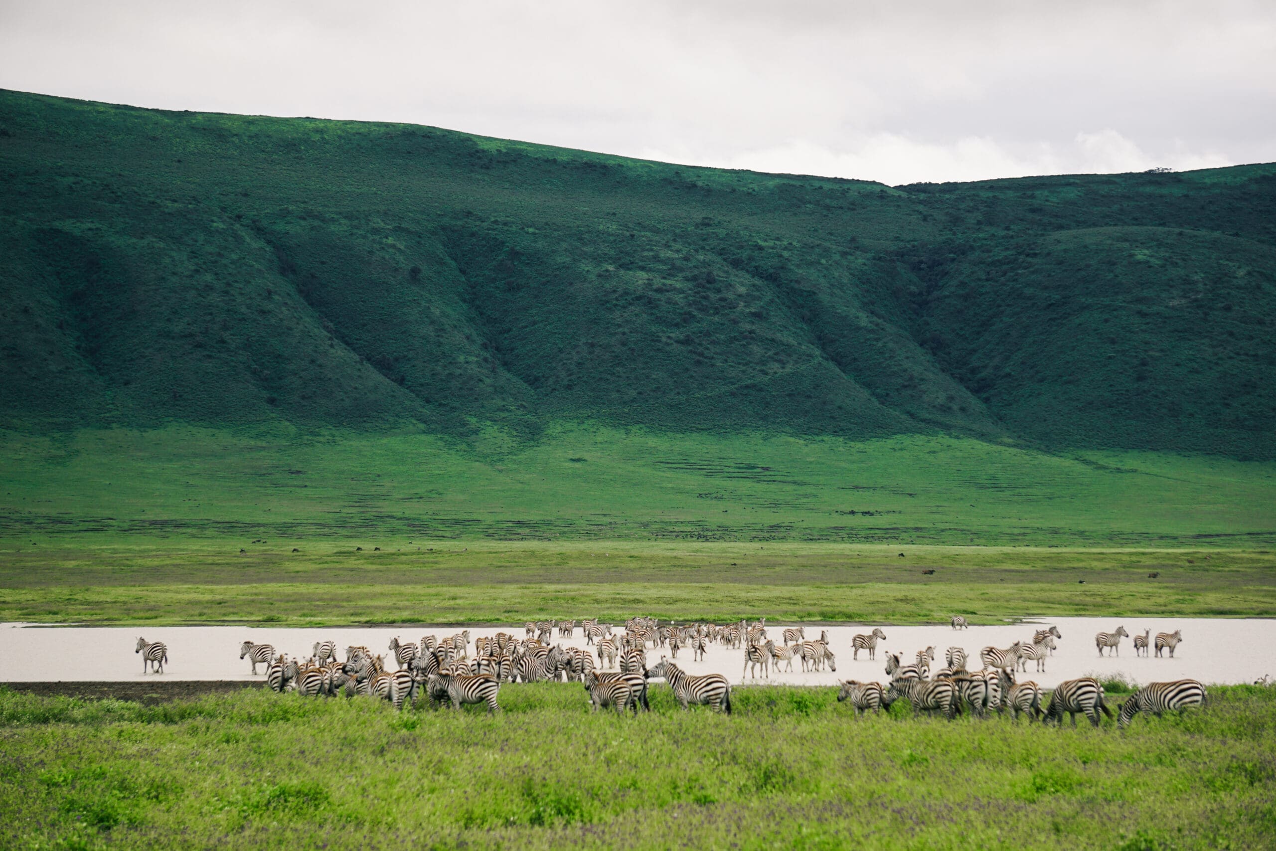 A large group of zebras gathers near a watering hole on a grassy plain, with lush green hills rising in the background under a cloudy sky.