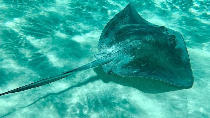 Een pijlstaartrog zwemt sierlijk over de zandbodem van een heldere, ondiepe turquoise zee voor de kust van Mozambique en werpt een vage schaduw onder zich.
