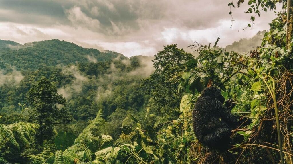 Gorilla trekking: Bwindi Impenetrable Forest in Oeganda