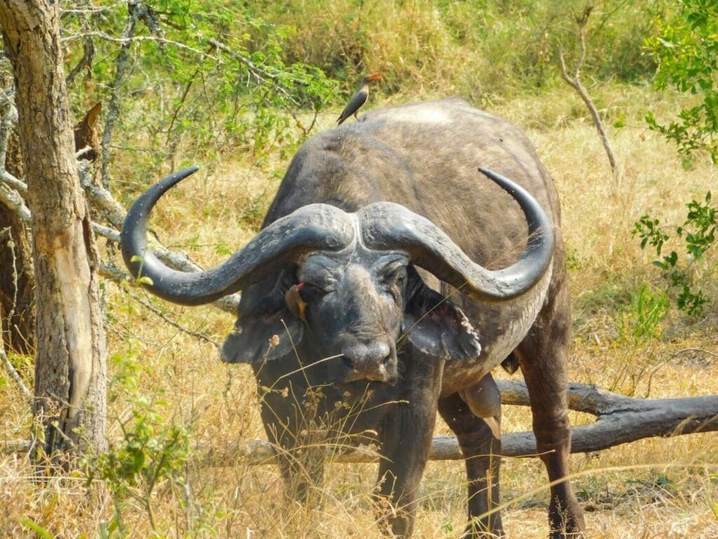 Akagera Nationalpark