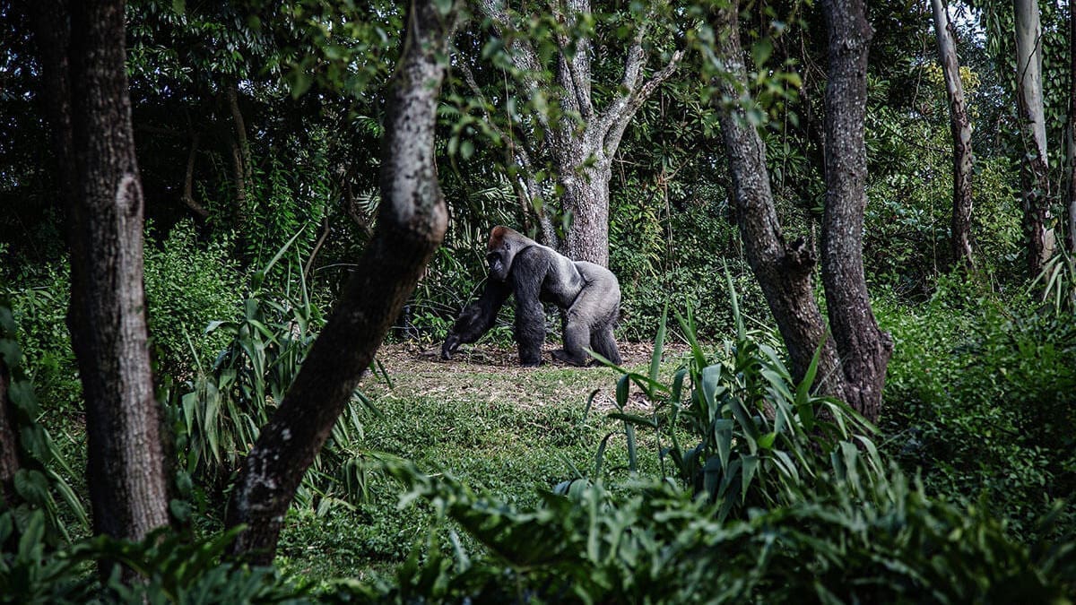 Een grote gorilla loopt op handen en voeten door een weelderig, groen Rwandees bos omringd door hoge bomen en dichte begroeiing in Afrika.