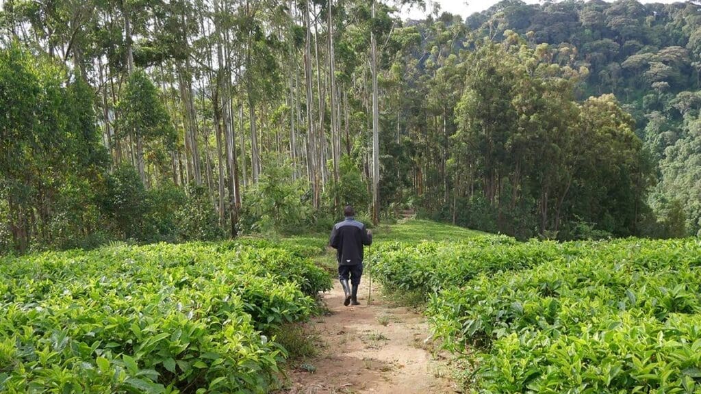 Een persoon loopt over een zandpad door weelderige groene velden in Rwanda, omringd door hoge bomen en dichtbeboste heuvels onder een heldere hemel.