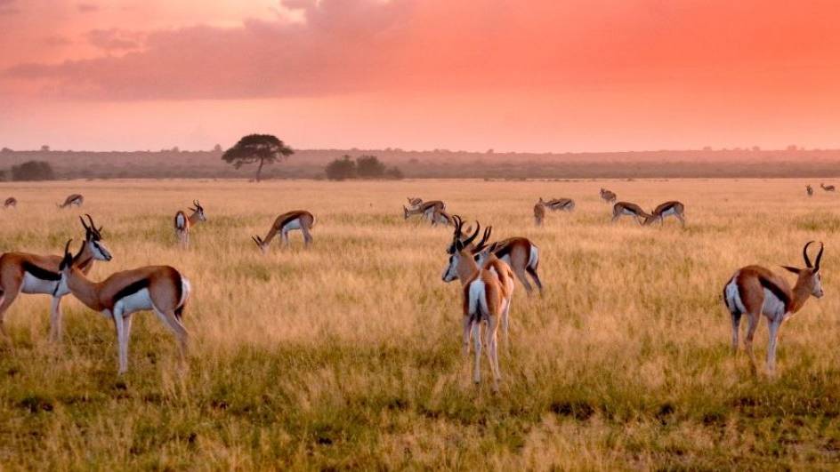 Een groep antilopen graast op de grassige savanne van Botswana tijdens zonsondergang, met een oranje lucht en een eenzame boom op de achtergrond.