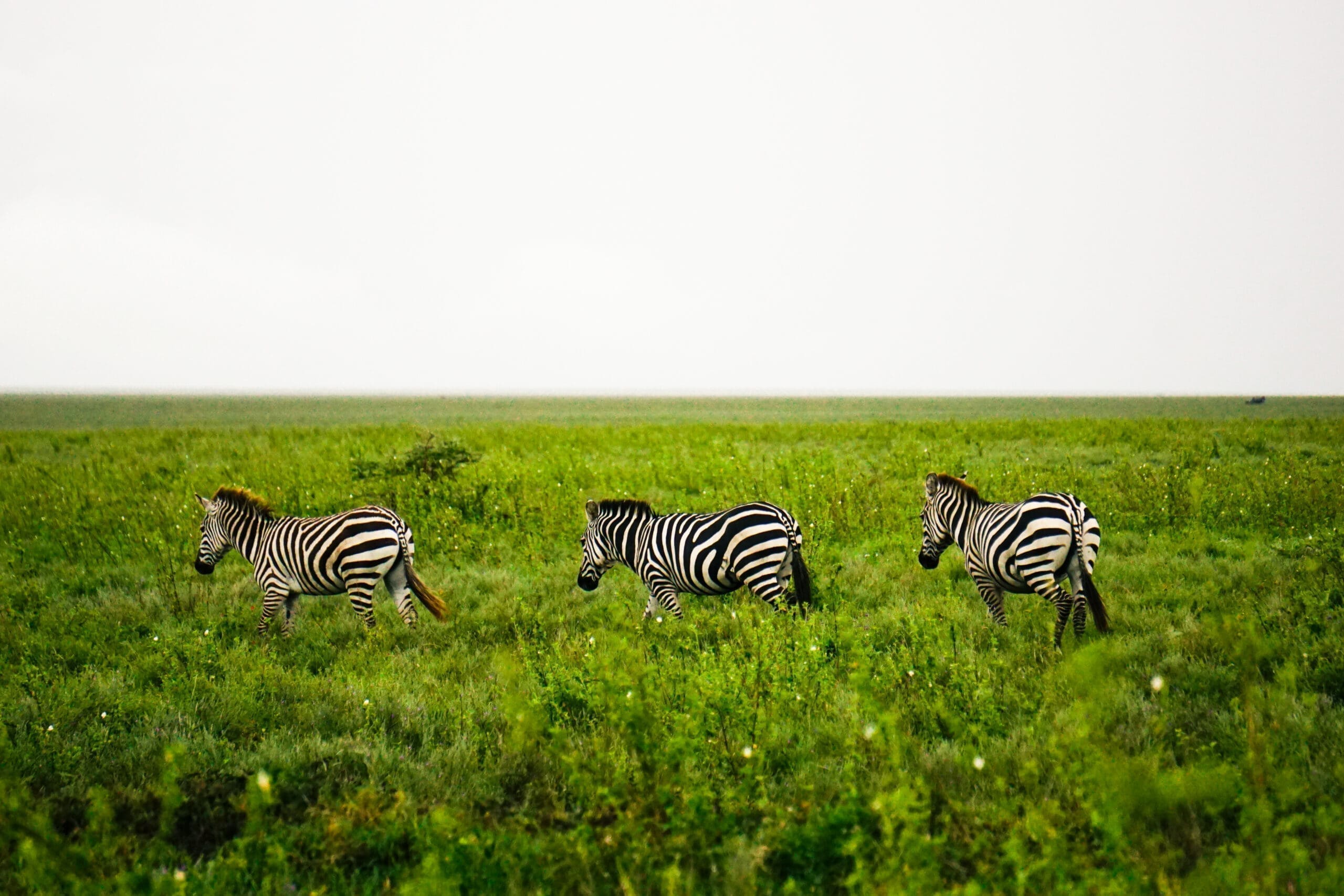 Wildlife Paradise: Tanzania and Zanzibar!