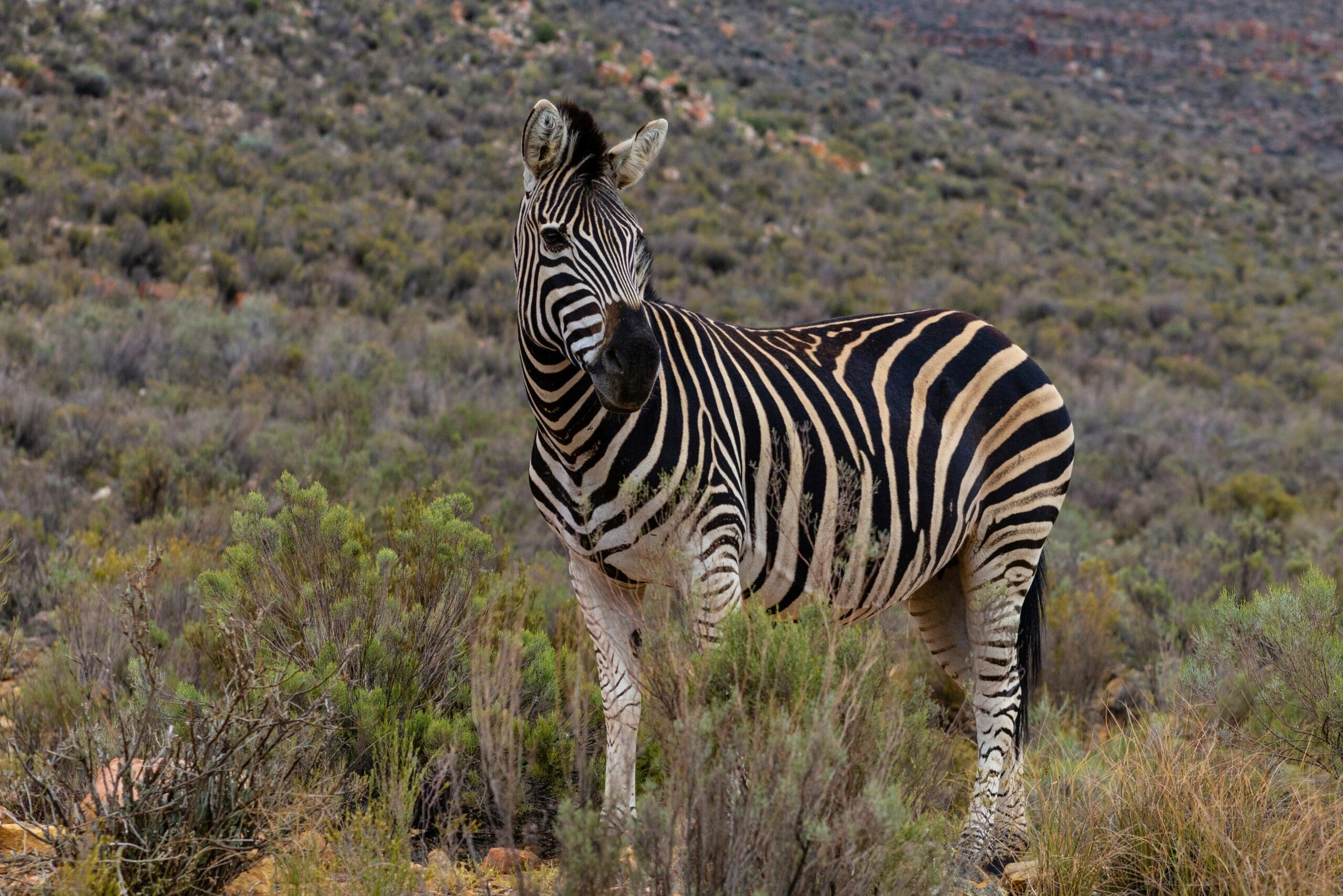 Een zebra staat tussen groene struiken in een grassig, rotsachtig landschap met heuvels op de achtergrond. De zebra kijkt lichtjes naar links, waardoor zijn kenmerkende zwart-witte strepen goed uitkomen.