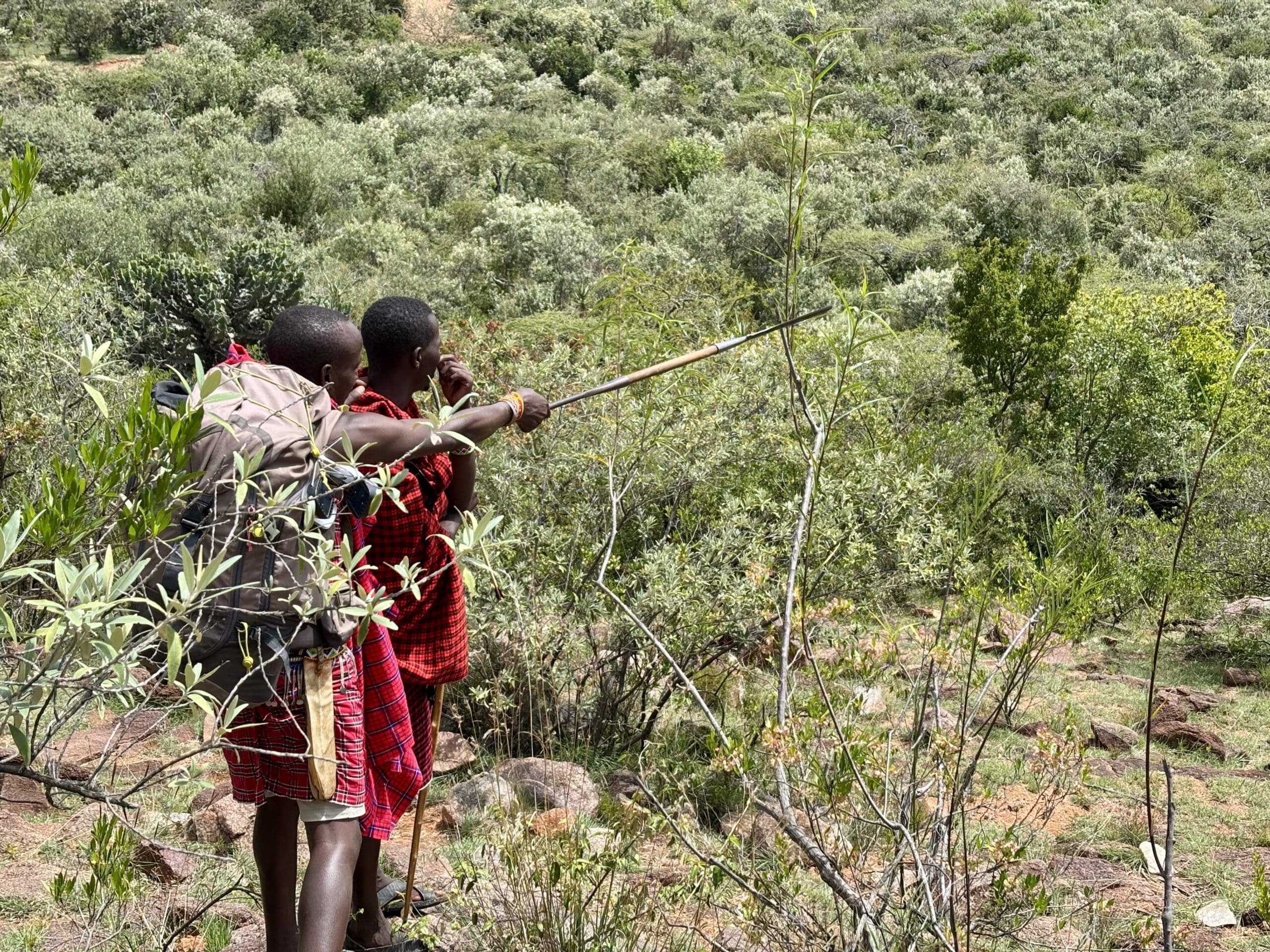 Twee Maasai in traditionele rode kleding wijzen de weg in de groene heuvels van de Loita Hills Kenia