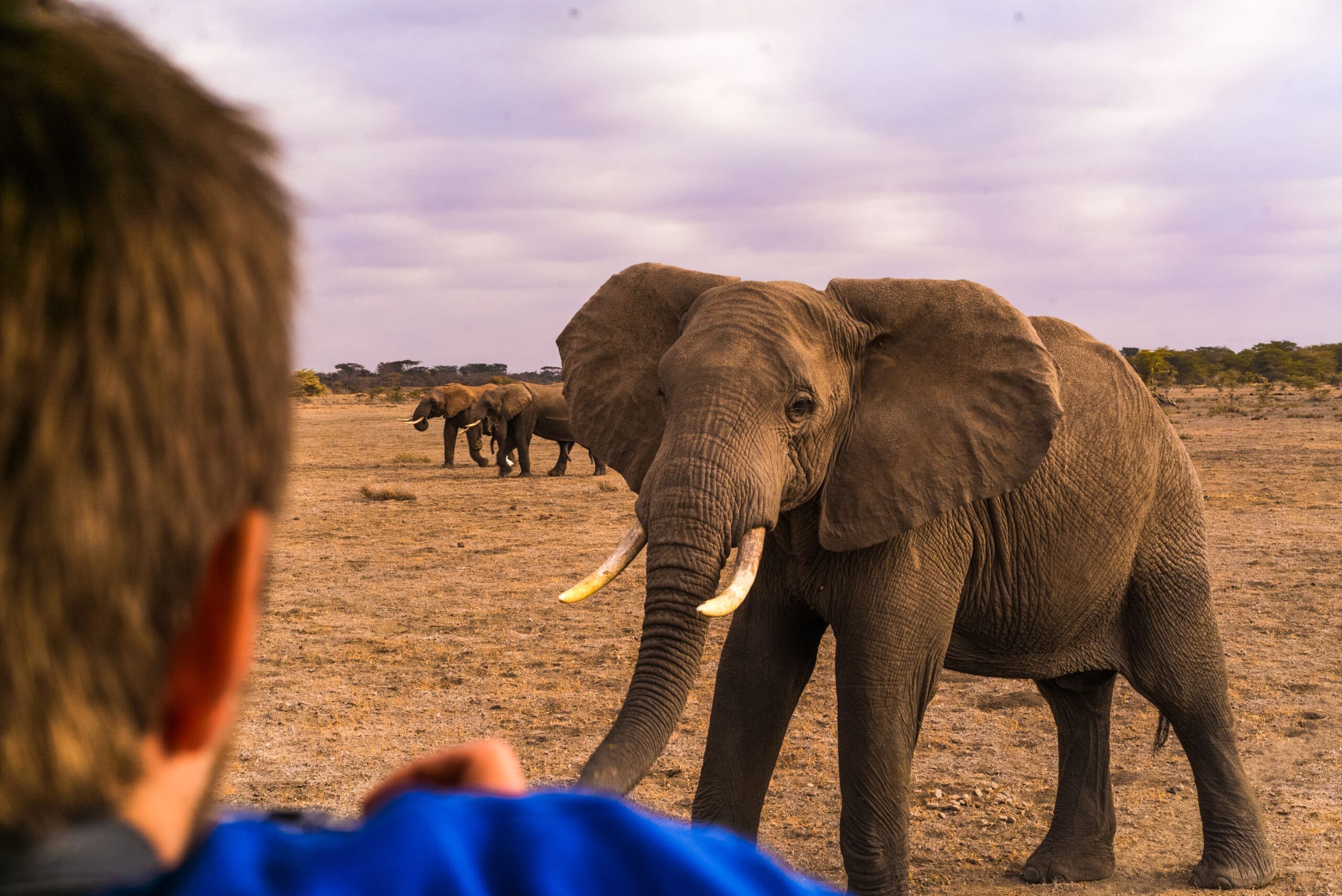 Grote olifant komt dichtbij tijdens een safari in Kenia