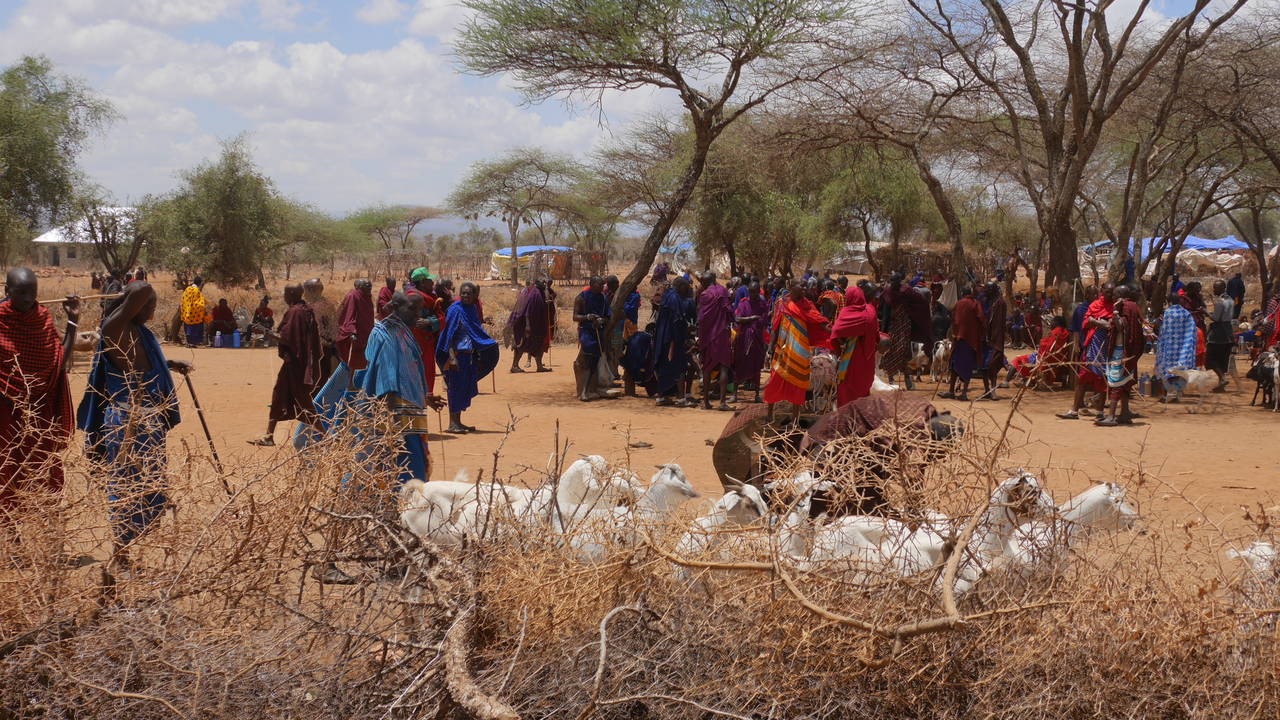 Een groep mensen in kleurrijke traditionele kleding verzamelt zich buiten onder acaciabomen in Tanzania, met grazende geiten op de voorgrond en droge struiken op zandgrond onder een gedeeltelijk bewolkte hemel.