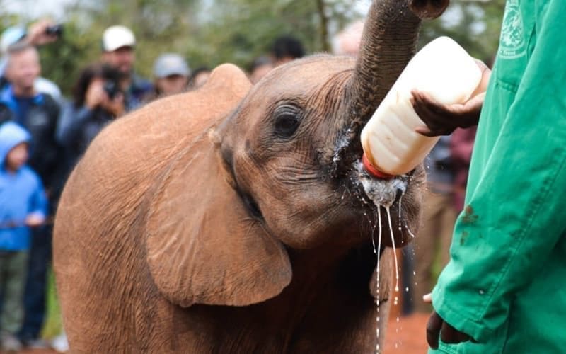 Olifant