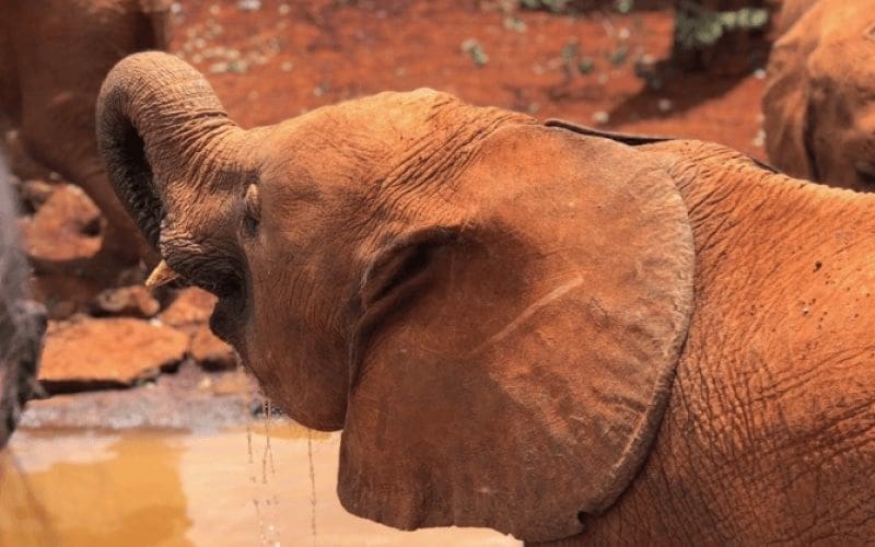 Olifant