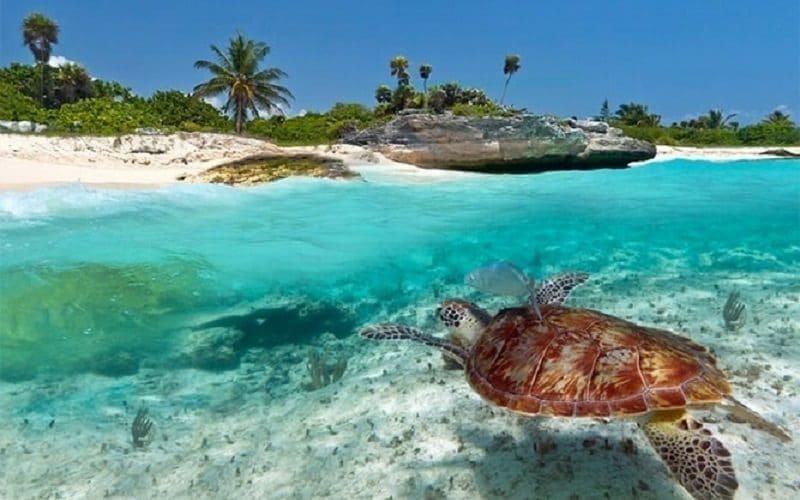 Een zeeschildpad zwemt in helder turquoise water bij een zandstrand met palmbomen en rotsen onder een felblauwe hemel.