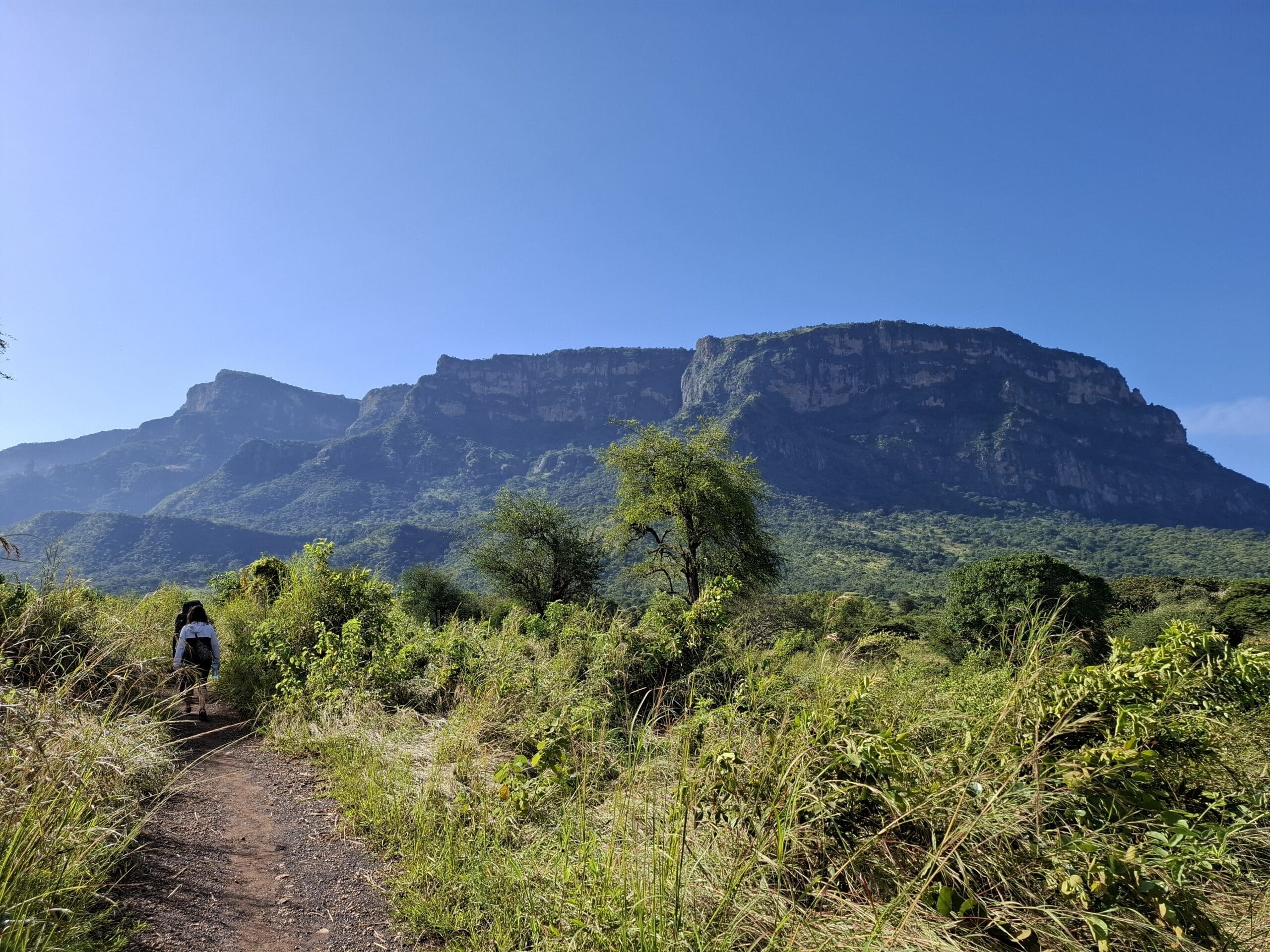Een wandelaar loopt over een onverhard pad omringd door weelderige groene vegetatie, met op de achtergrond een grote berg met platte toppen onder een strakblauwe hemel - een tafereel dat reizigers inspireert om de schoonheid van Afrika te verkennen.