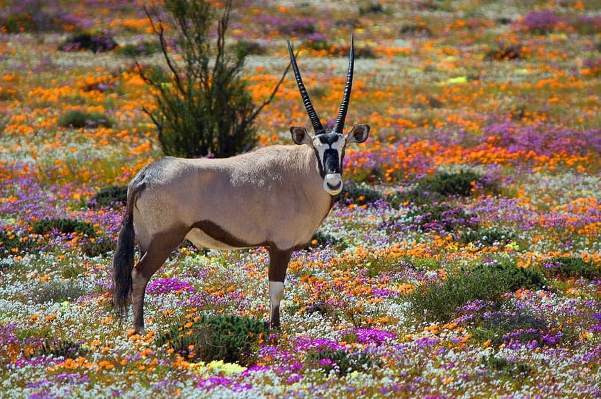 Een gemsbok met lange, puntige horens staat in een kleurrijk veld van wilde bloemen, waaronder oranje, paarse en witte bloemen, met een struik op de achtergrond.
