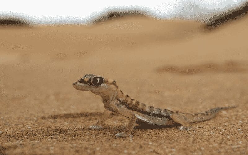 Een kleine gekko met grote ogen staat op zandgrond in een woestijnlandschap, met een vage achtergrond van meer zand en vage vormen.