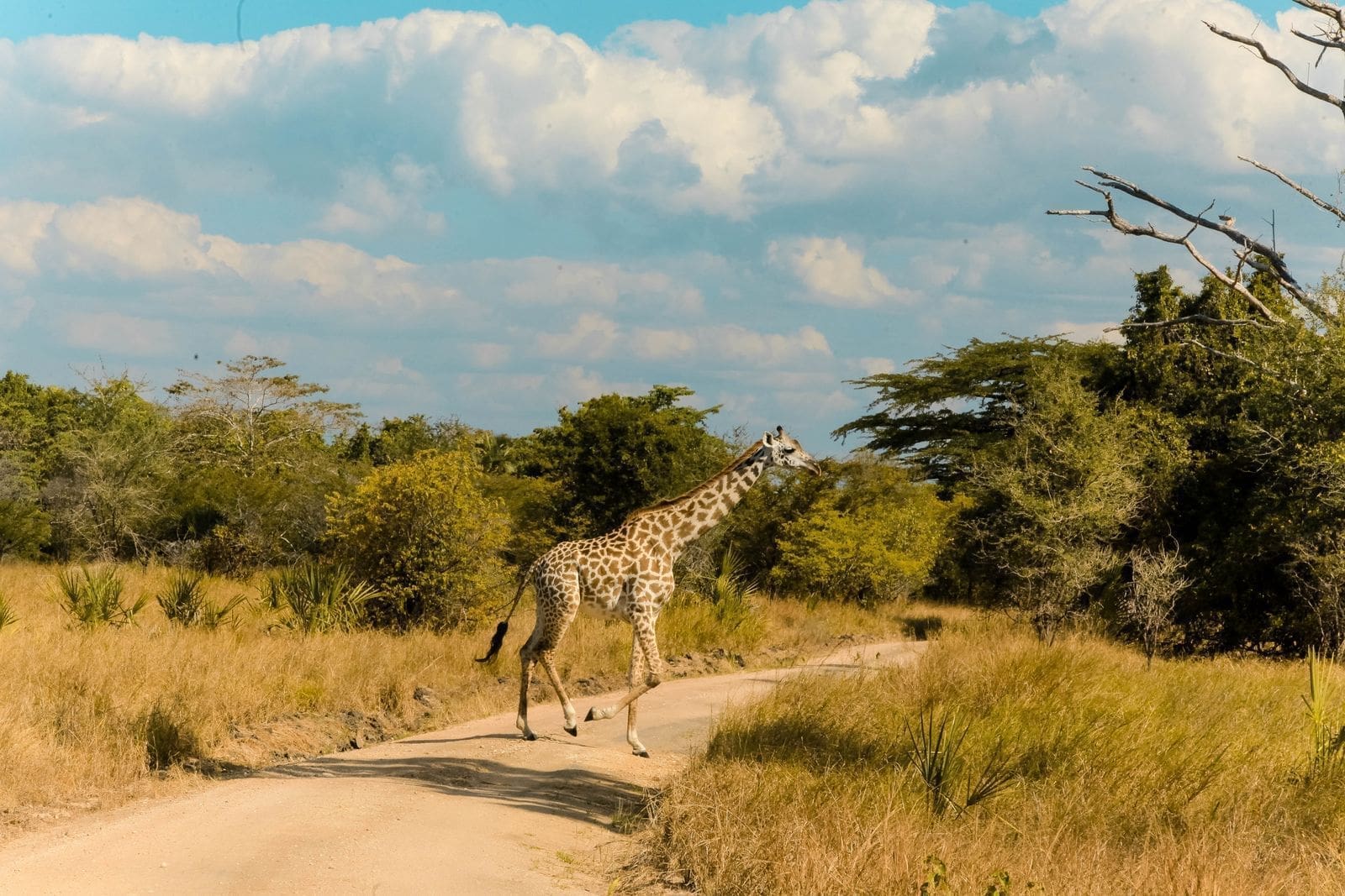 Een giraffe loopt over een zandweg in een savannelandschap, omringd door droog gras, groene struiken en verspreide bomen onder een gedeeltelijk bewolkte blauwe hemel.