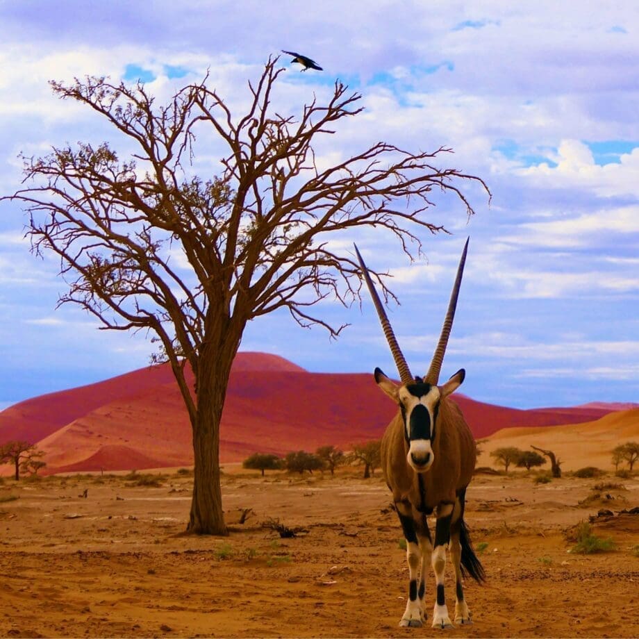oryx staat trots in de woestijn bij een boom met rode zandduinen op de achtergrond in namibië