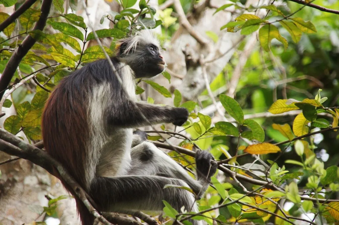 Een zwart-witte colobus-aap zit op een boomtak omringd door groene bladeren in Tanzania, met een tweede aap gedeeltelijk zichtbaar achter hem in het gebladerte, waardoor het een gedenkwaardig gezicht is voor wie door de regio reist.