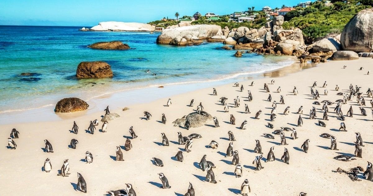 Penguins