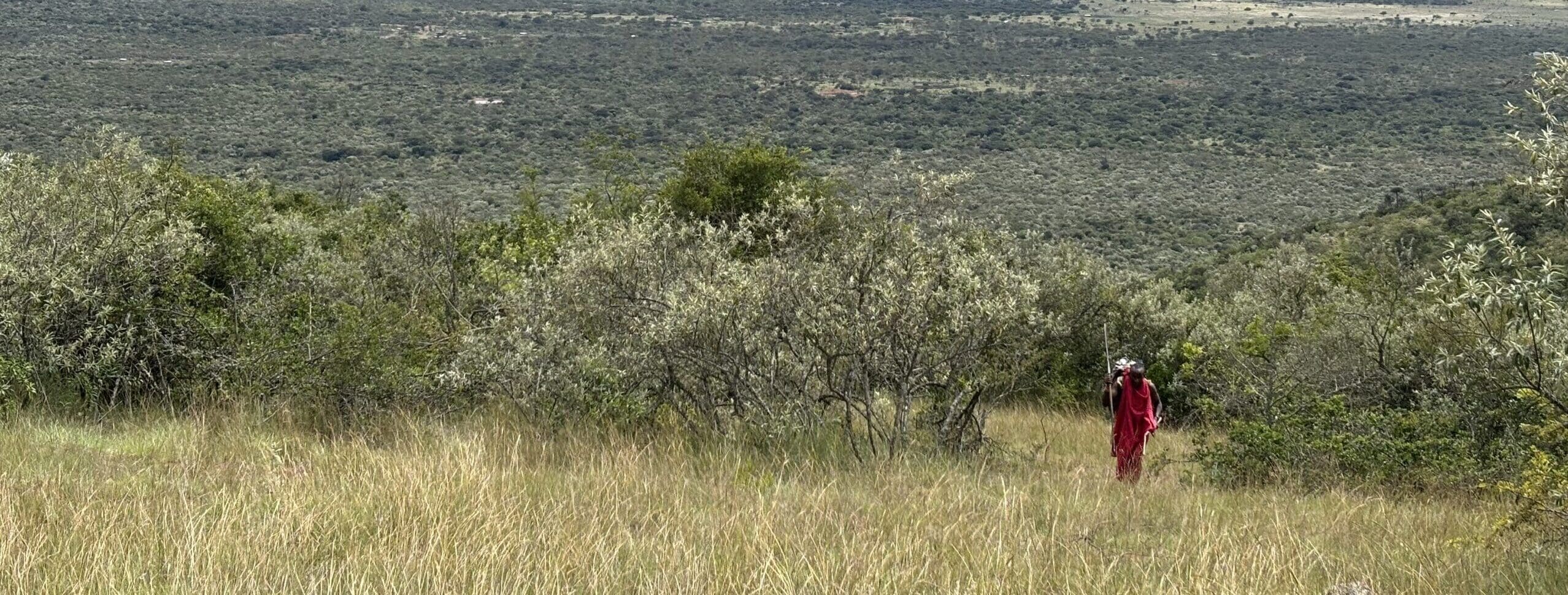 Uitzicht over de Loita Hills in Kenia met een Maasai in rode shuka die door het gras omhoog loopt