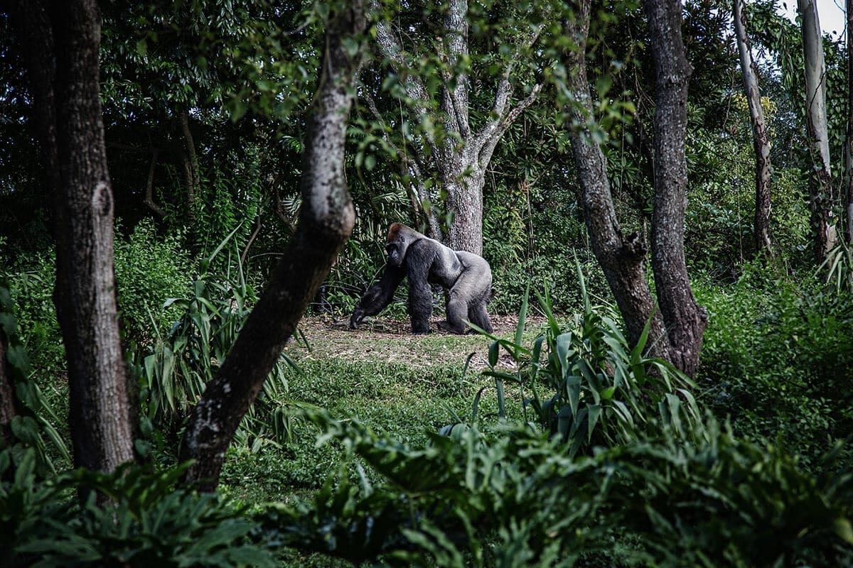 Gorilla