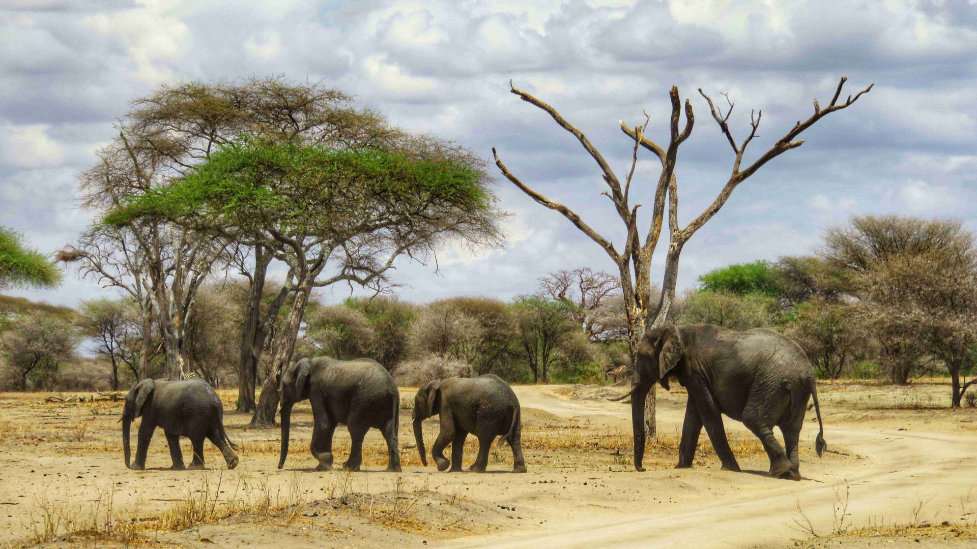 Een groep van vier olifanten, waaronder een baby, loopt in de droge, open savanne van Tanzania met verspreide acaciabomen onder een bewolkte hemel. Eén olifant leunt tegen een boom zonder bladeren - een perfect moment om mee te maken tijdens je reisavontuur.
