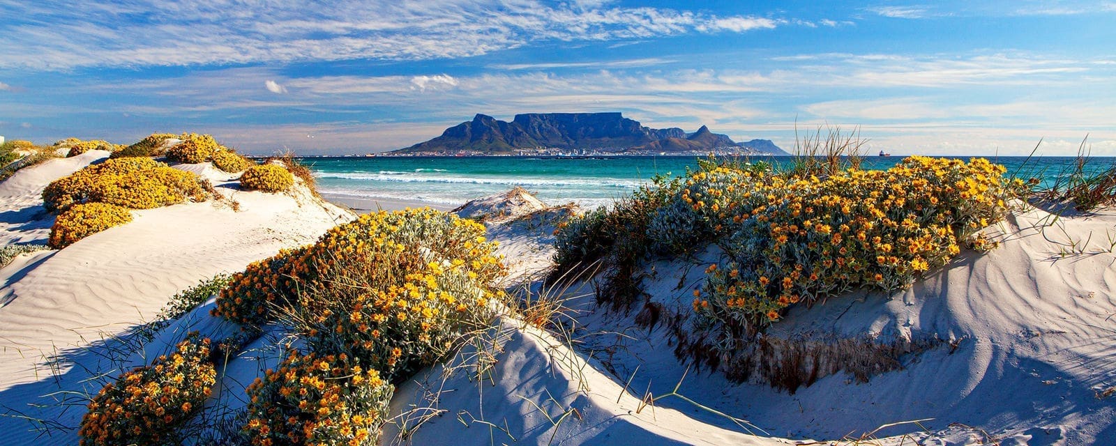 Een zandstrand in Afrika met groepjes gele wilde bloemen op de voorgrond, turquoise golven en de Tafelberg die in de verte oprijst onder een blauwe hemel met verspreide wolken - een perfecte plek voor reizigers die graag reizen.