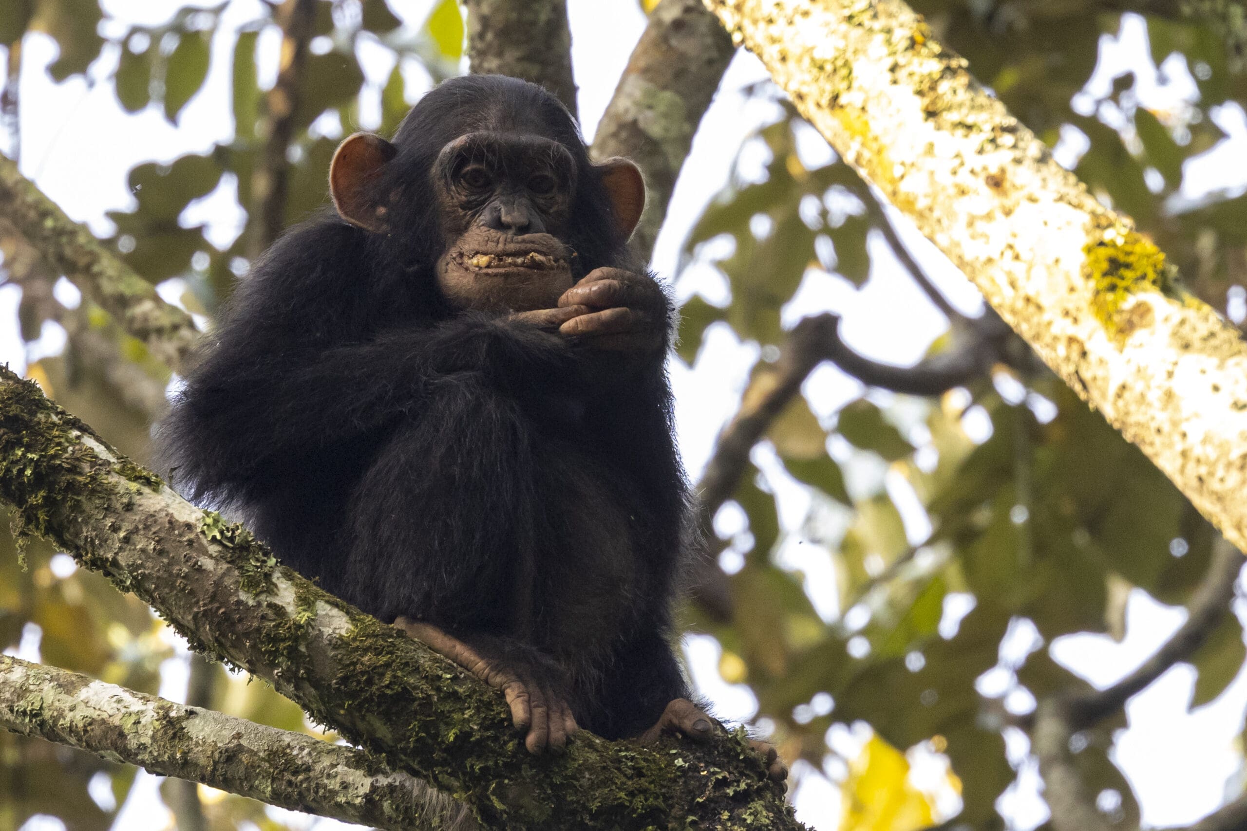 Een jonge chimpansee zit op een bemoste boomtak en houdt een hand voor zijn mond. Zonlicht filtert door de bladeren en takken op de achtergrond.