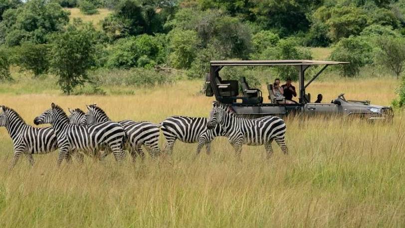 Een groep zebra's loopt door hoog gras in een Afrika-savanne terwijl mensen toekijken vanuit een open safarivoertuig op de achtergrond, omringd door groene bomen en struiken.