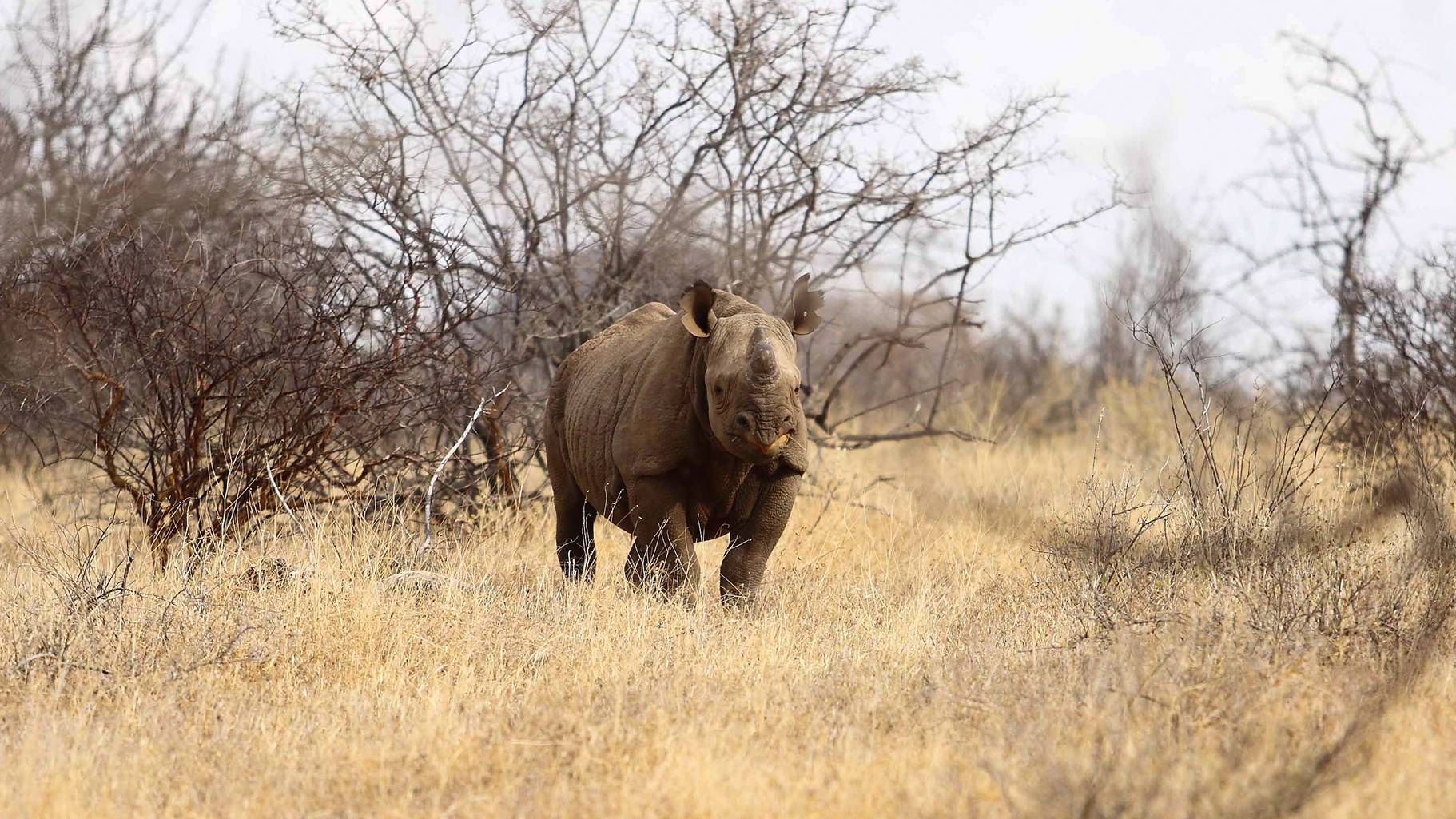 A rhinoceros walks through dry grass and sparse, leafless bushes in a savanna landscape under a cloudy Kenya sky—a classic scene for anyone travelling across Africa.