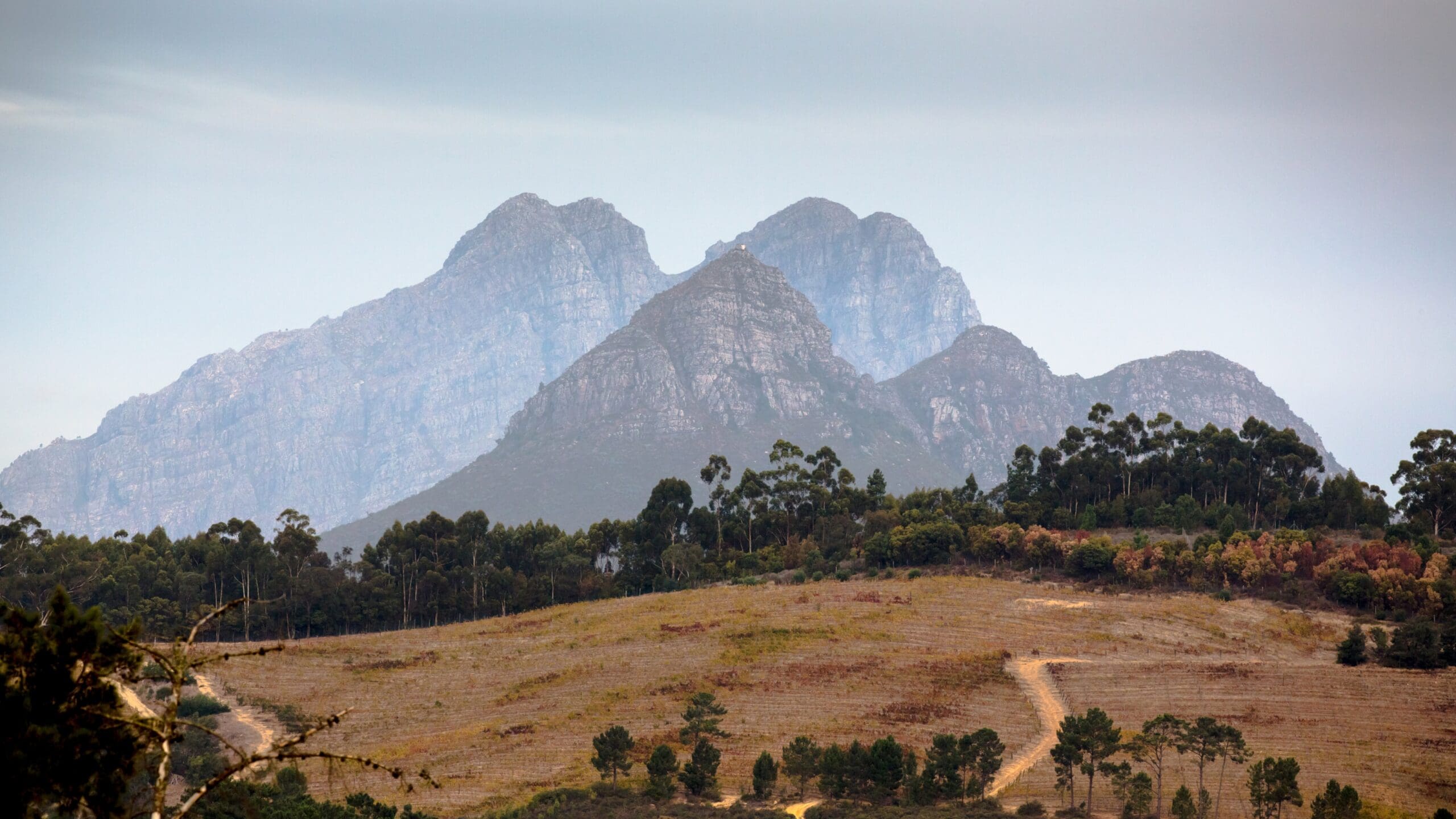 Uitzicht op de imposante bergen bij Swellendam in Zuid Afrika met open landschap en bomen op de voorgrond