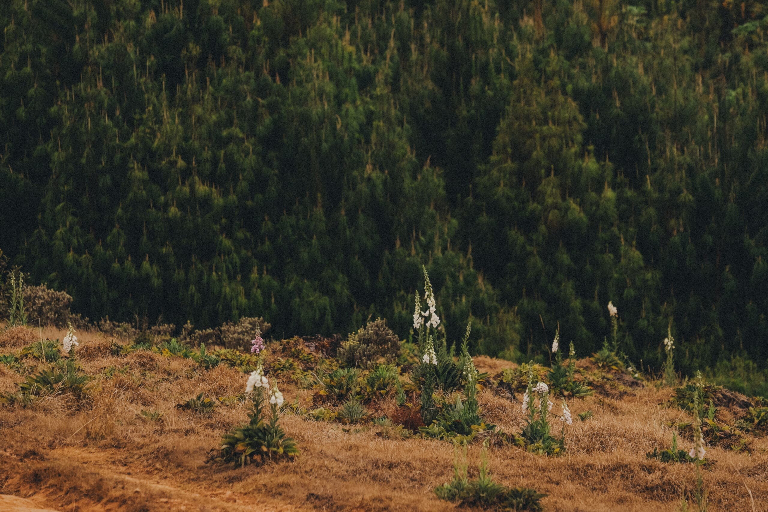 Weelderige struikachtige groene bossen rijzen op achter een droge, grasachtige heuvel in Malawi, bezaaid met hoge witte wilde bloemen en schaarse vegetatie bij daglicht - een uitnodigend tafereel voor liefhebbers van Afrika reizen.