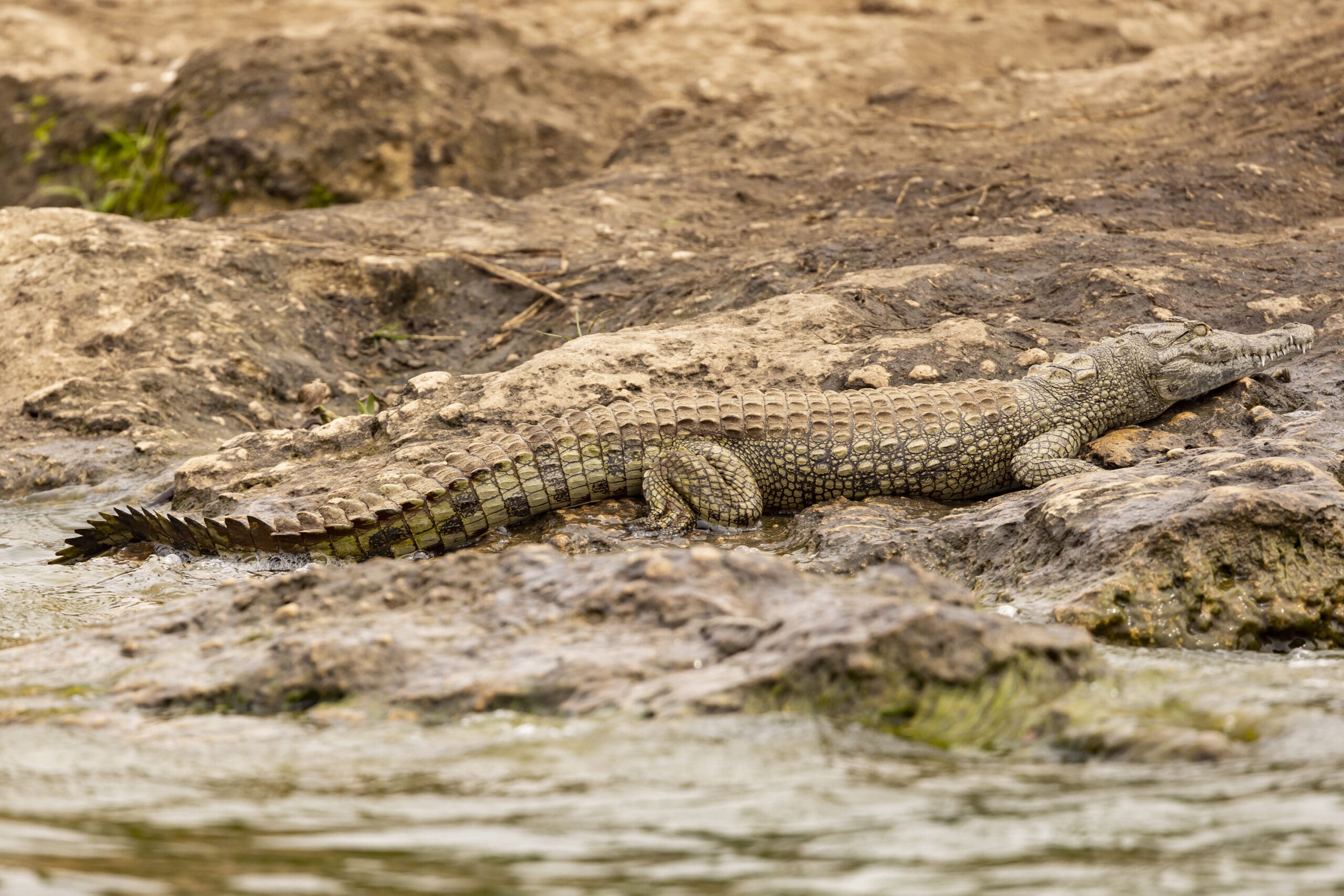 Een krokodil ligt op een rotsachtig terrein aan de rand van een watermassa en gaat op in de omgeving door zijn vergelijkbare kleur en textuur.