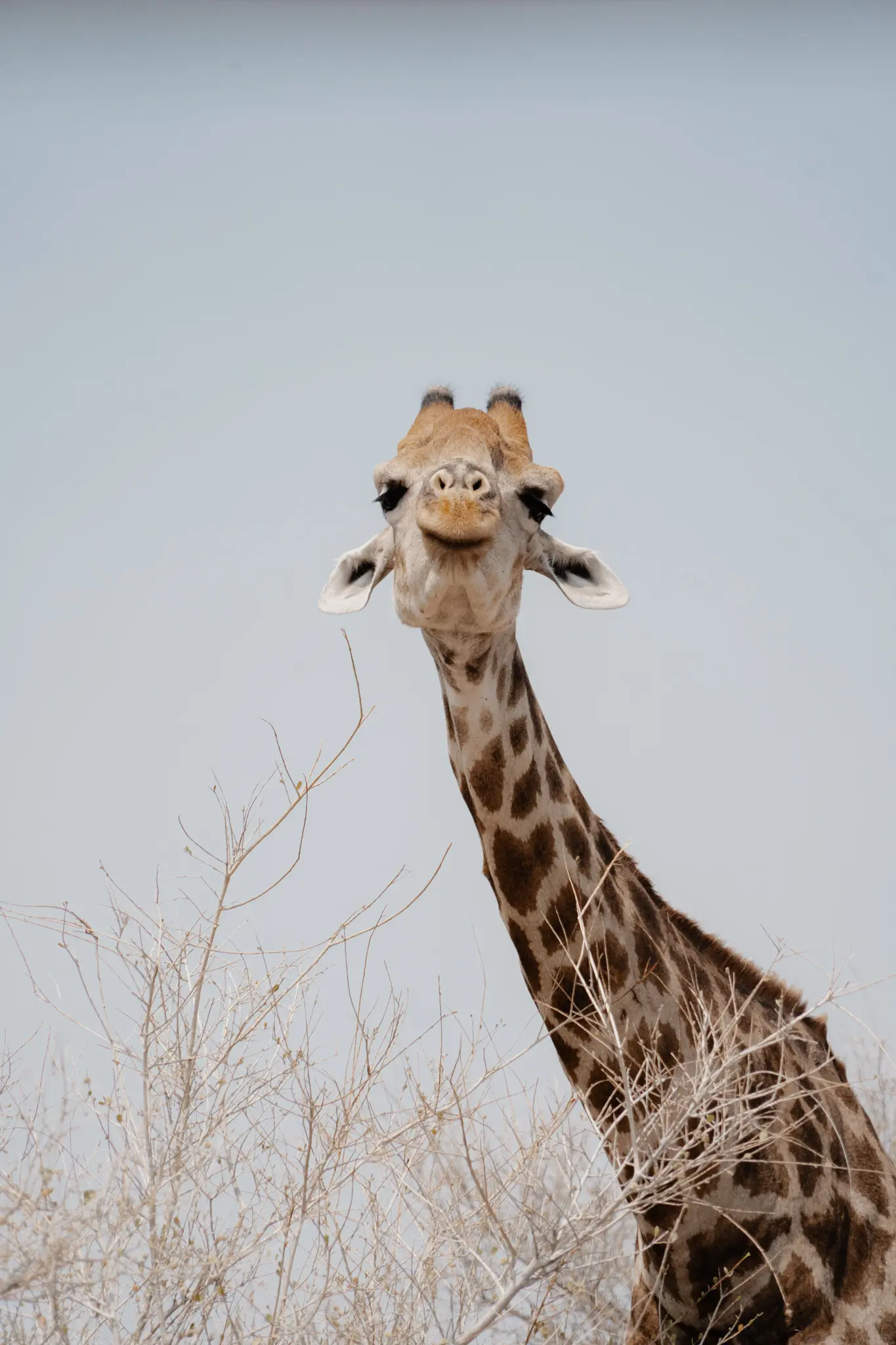 Een giraffe met een lange nek en bruine vlekken staat tussen droge, bladerloze struiken en kijkt recht in de camera tegen een lichtblauwe lucht.