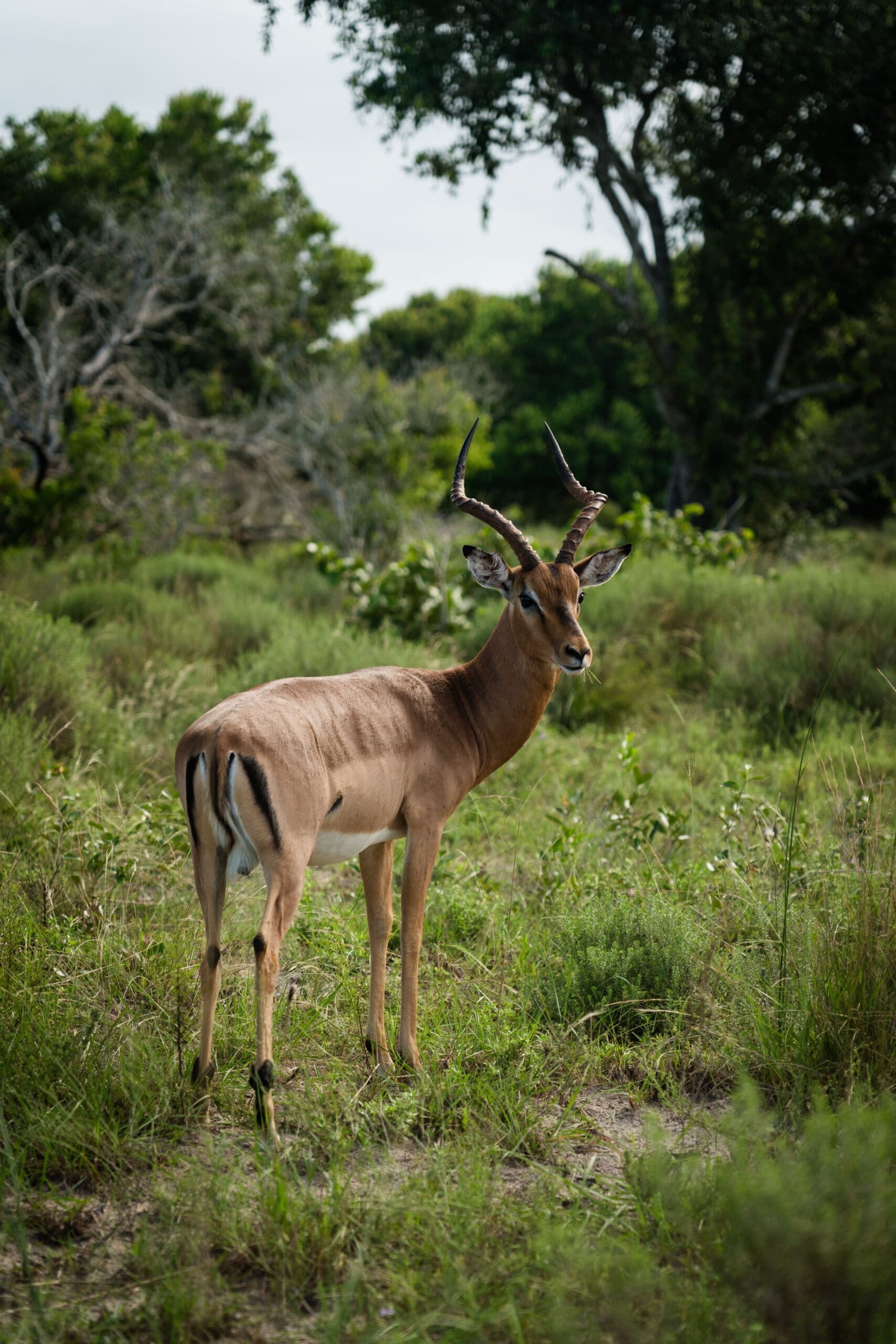 Een eenzame impala staat alert in een graslandschap met bomen en struiken op de achtergrond onder een gedeeltelijk bewolkte hemel.