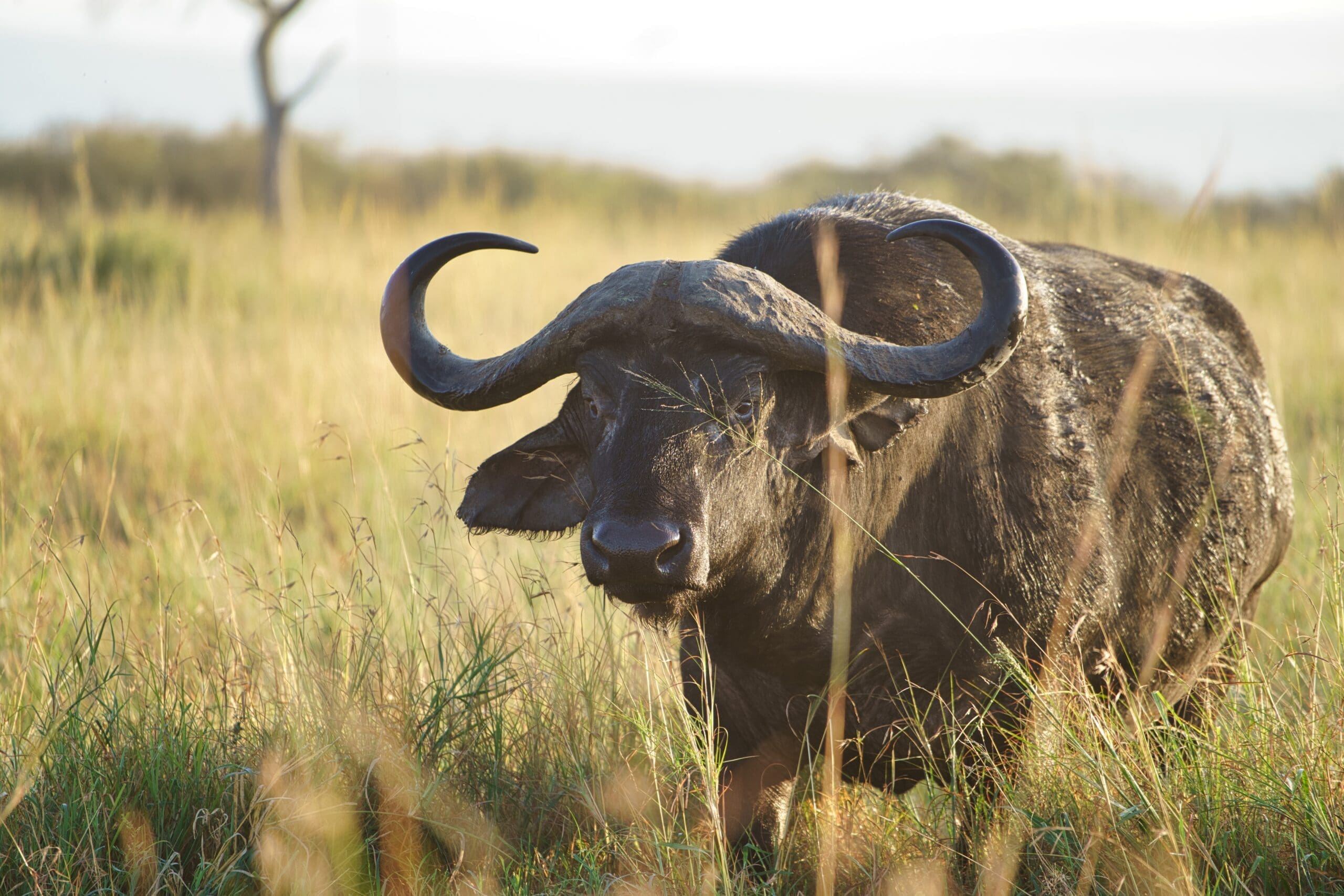 Een grote Afrikaanse buffel met gebogen hoorns staat in hoog gras op een zonovergoten savanne, met wazig gras en een boom op de achtergrond.