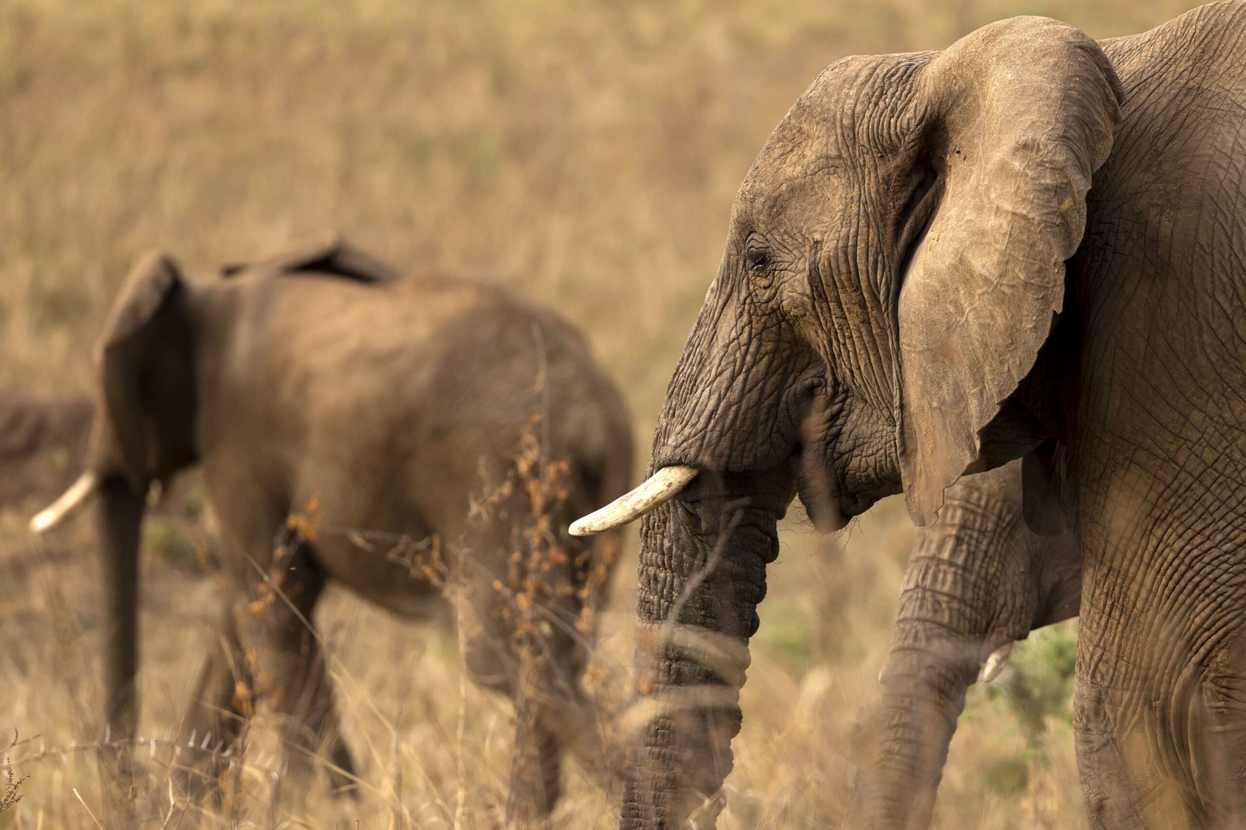 Twee olifanten staan in hoog, droog gras. De dichtstbijzijnde olifant is gedetailleerd vanaf de zijkant te zien, terwijl de andere, enigszins onscherp, op de achtergrond staat, beide met grote oren en ivoren slagtanden.