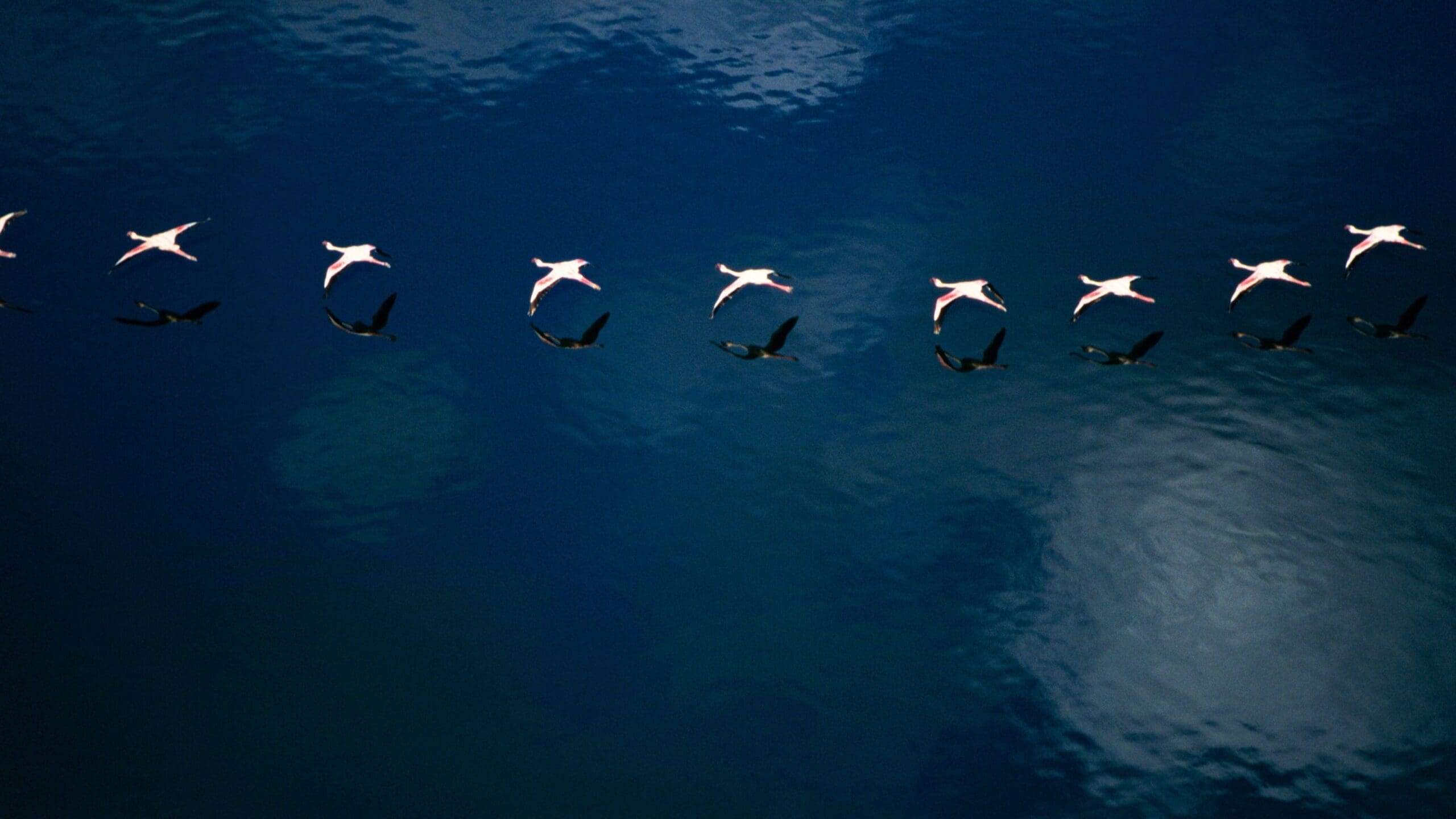 Luchtfoto van een formatie vogels vliegend over diepblauw water. De vogels staan in een rechte lijn, sommige hebben felroze vleugels en andere donkere silhouetten die weerspiegelen in het wateroppervlak.