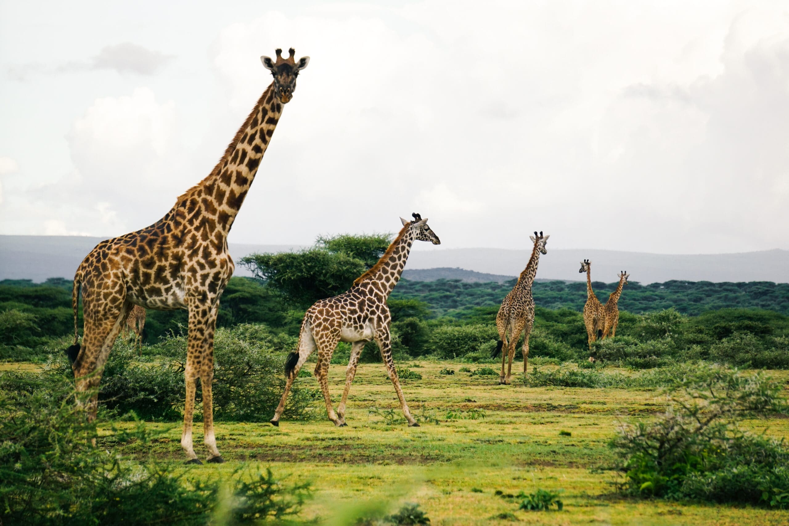 Vier giraffen staan en lopen op een grasvlakte met verspreide struiken en bomen, onder een bewolkte hemel, in een natuurlijk savannelandschap.