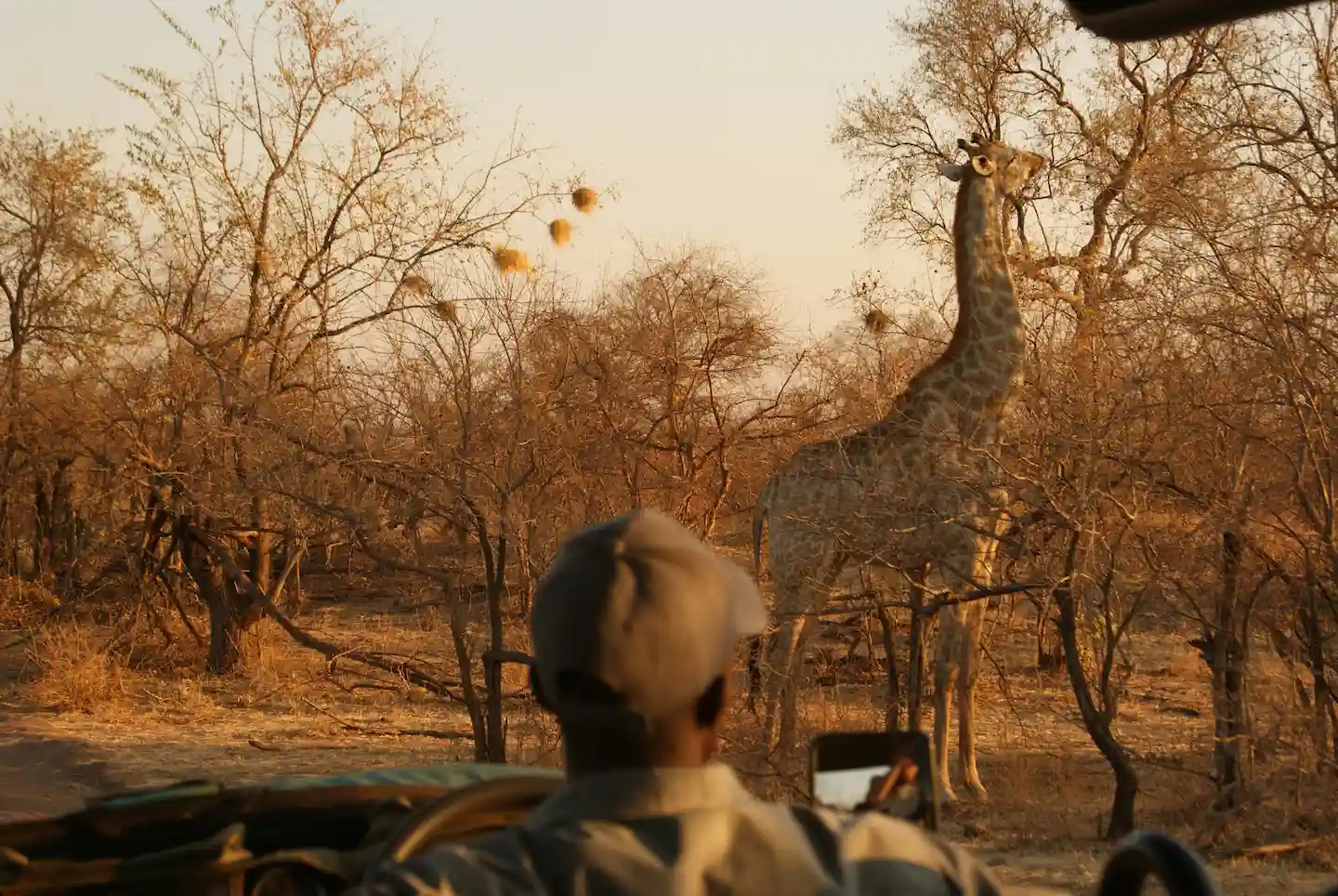 Een persoon met een hoed, zittend in een open voertuig, neemt een foto van een giraffe tussen droge bomen in een zonovergoten savannelandschap.